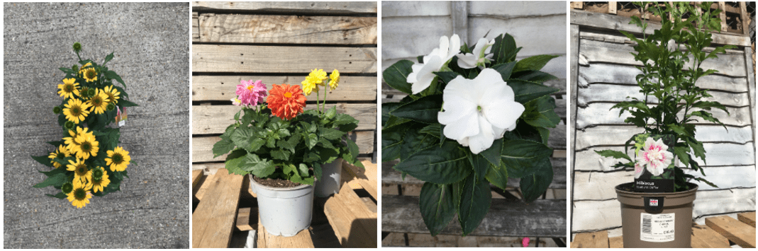 Lancasters Home & Garden's Plants