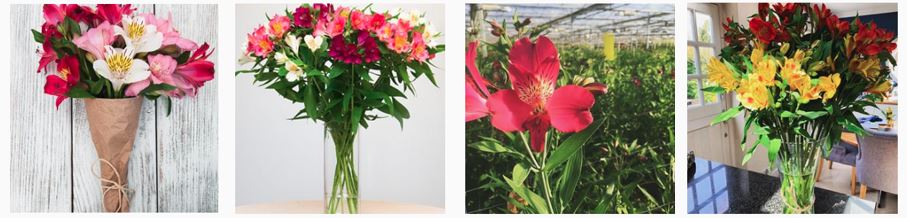 best flower delivery cornwall - Kernow Alstroemeria