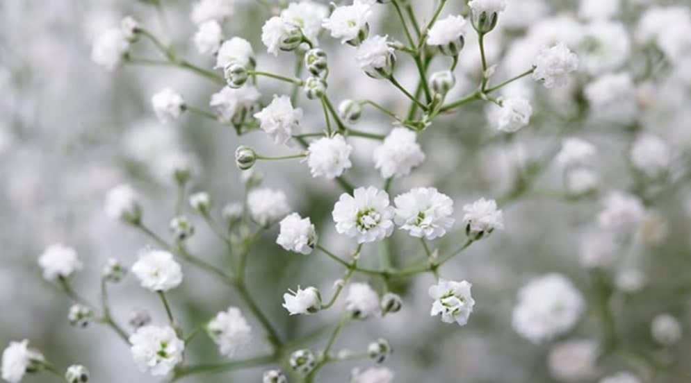 Baby’s Breath