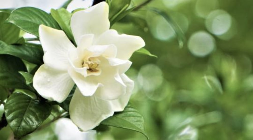 Care Tips for Gardenias