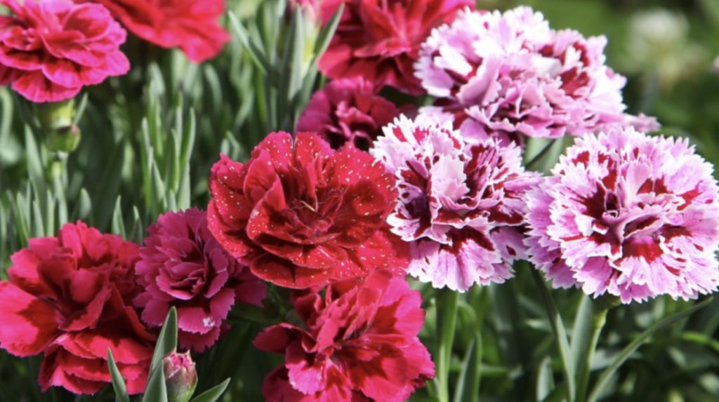 Carnations