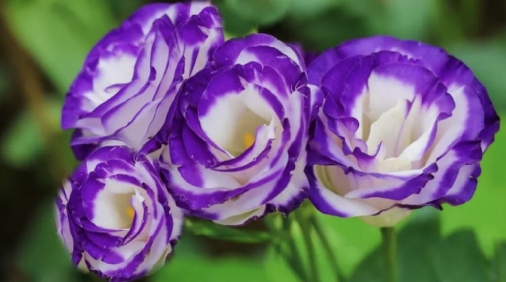 Lisianthus