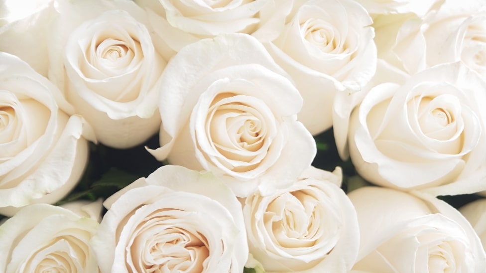 White Roses